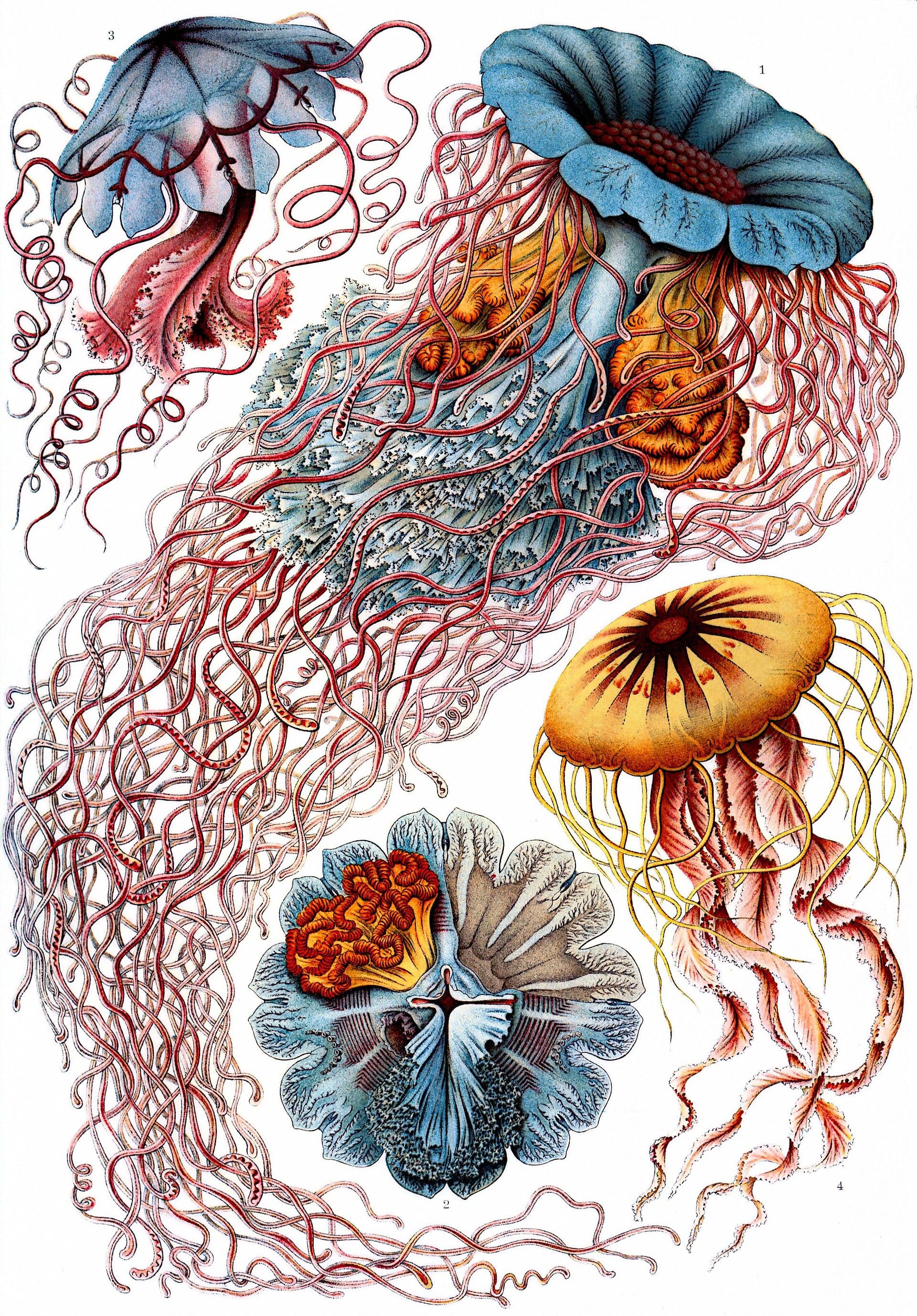 Verschiedene Quallenarten (Discomedusae)